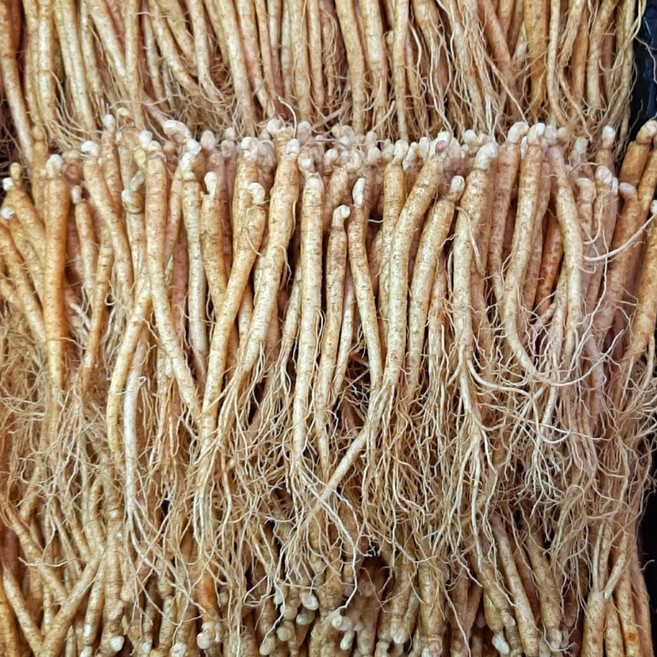 삼계탕용 갈비탕용 작은 실삼계 무료세척 실속형 100뿌리, 500g, 1개, 잔삼계500g(65-100뿌리), 세척(0)