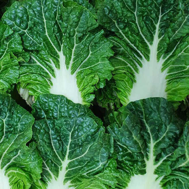 야채왕 쌈배추 500g, 쌈배추500g, 1개