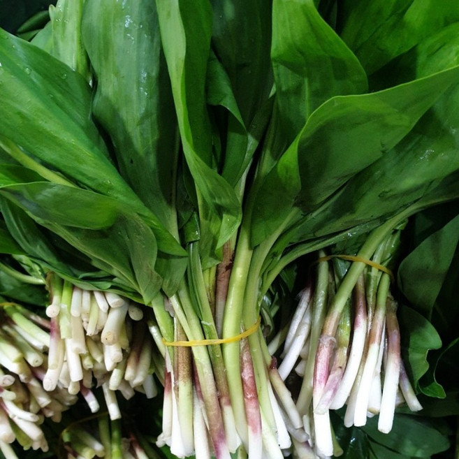 울릉도 명이나물 자연산 생채 500g 생 산마늘, 1개