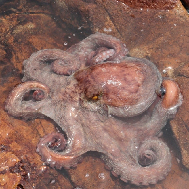 통영 최상급 문어 자연산 생물 돌문어(2~5마리), 돌문어1kg, 1개