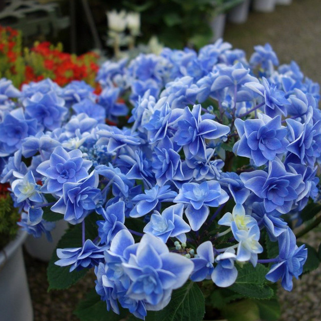 수국 파스텔 그린 목수국 -정원수 묘목-(15cm포트) HK821, 1개