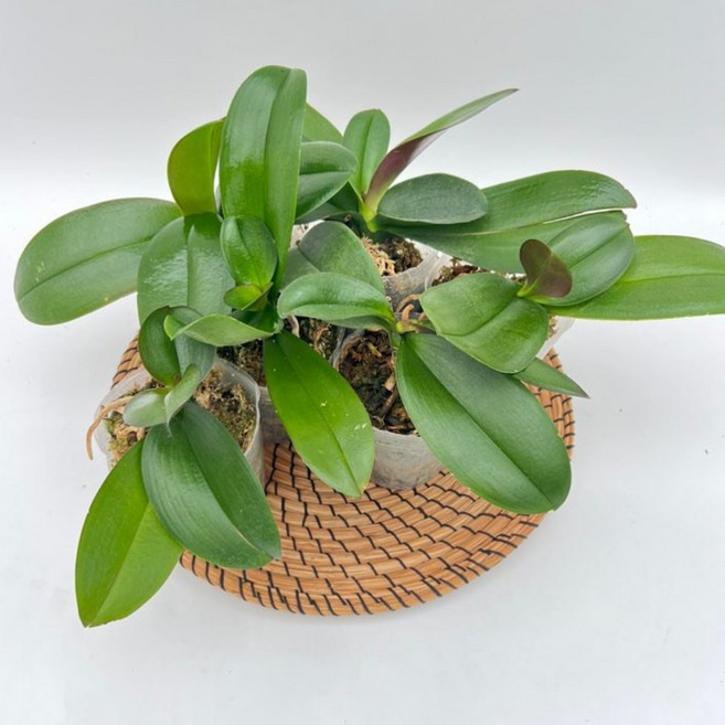 꽃대없는 호접란 x 6개발송 무배 꽃색상랜덤 서양란 디와이팜, 1세트