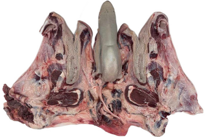 한우 생소머리(암소머리 머리뼈포함), 1개, 15kg