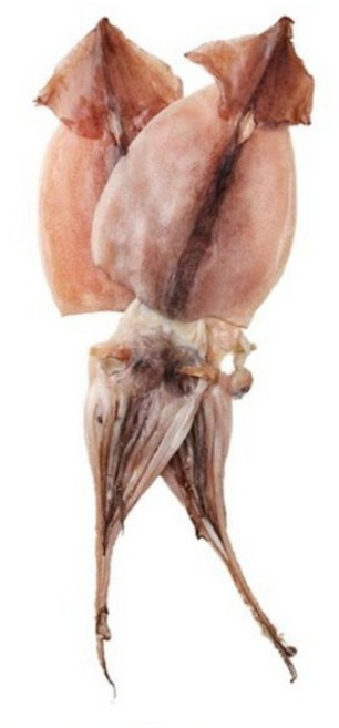 [힘찬바다] 피데기 반건조오징어 마른오징어 원양산 5미, 5미 550g, 1개