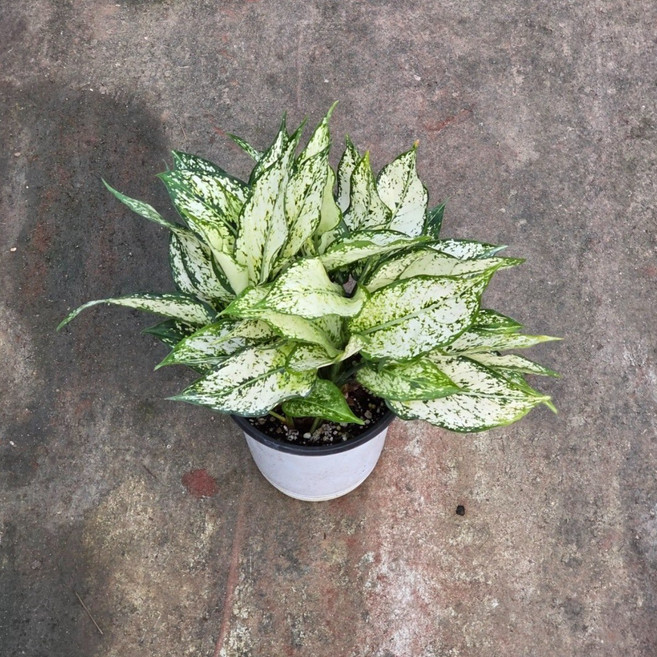 아글레오네마 스노우사파이어 중품 공기정화 에이피플랜츠, 1개, 기본