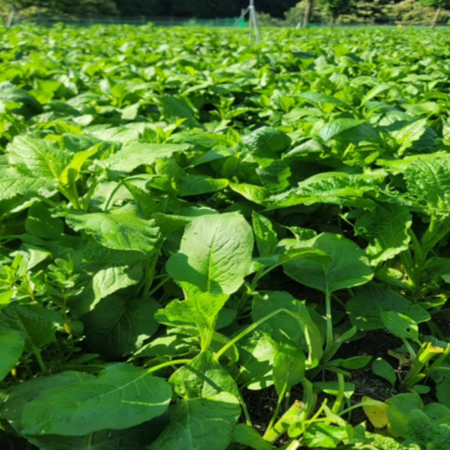 냉동 곤드레 10kg여리고 맛이좋은 산지직송 영월곤드레, 10kg, 1개