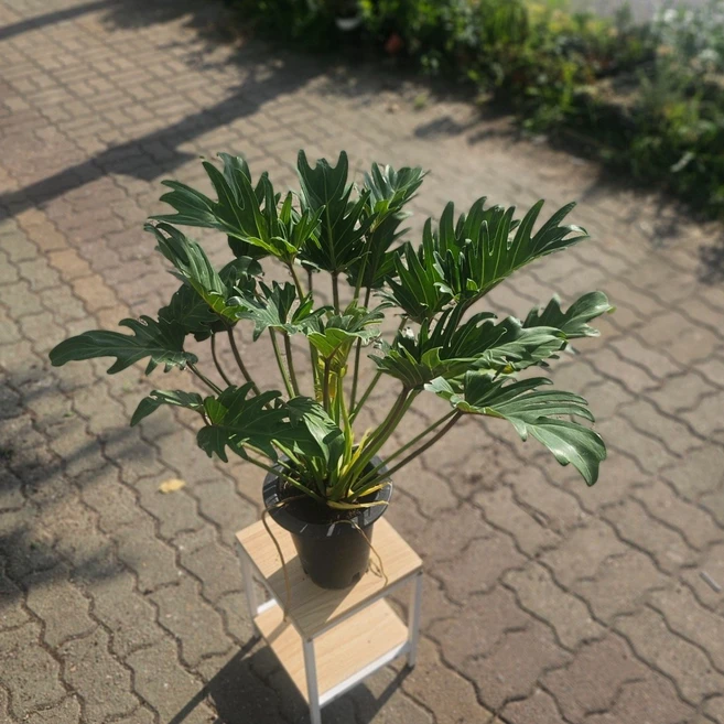 제누드 셀렘 중대품 필로덴드론 제나두 셀럼 셀륨 셀룸 셀로움 실내공기정화 식물 플랜테리어 에이피플랜츠, 1개 - 쿠팡