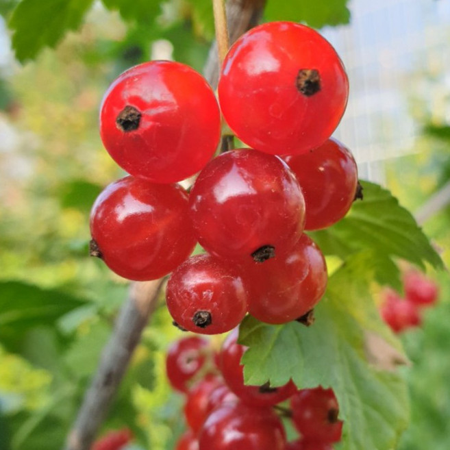 선인 냉동 레드커런트 500g (드라이아이스 포함), 1개, 500g(1개)