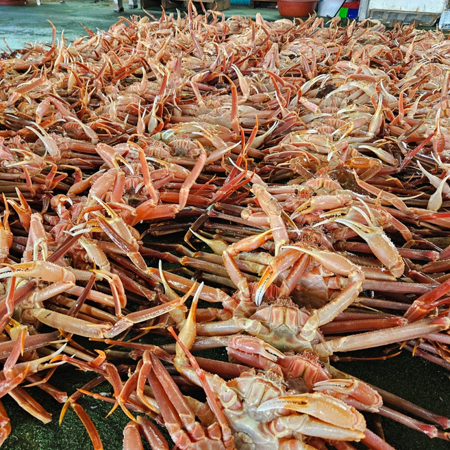 산지직송 국산 영덕 대게 포항 자숙 찜, 1박스, 자숙(찜)영덕대게1kg