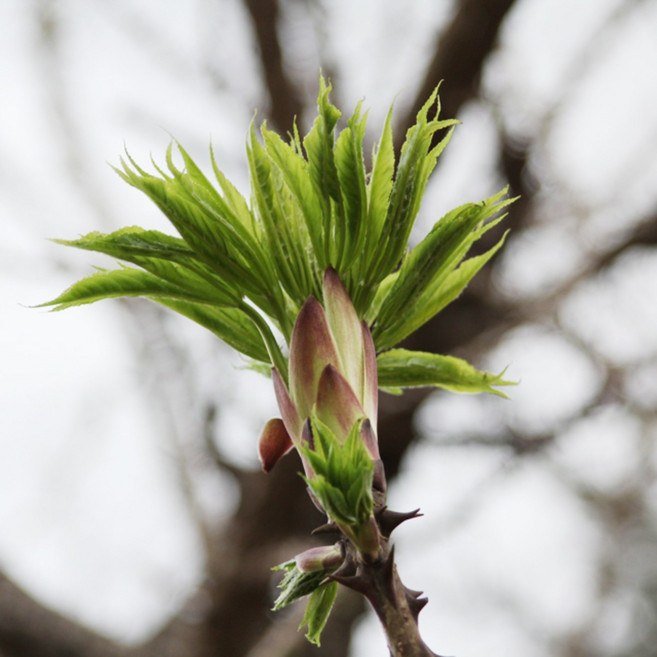 [지리산농부마을] 2026 지리산 야생 엄나무순 개두릅 음나무순 엄나물, 500g, 2개, 1kg