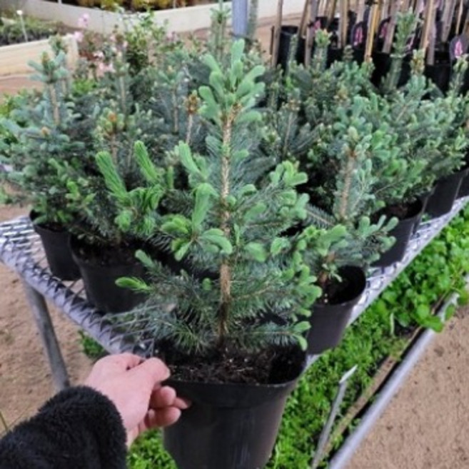 (나무판다) 은청가문비 나무 묘목 베이비블루 3L화분