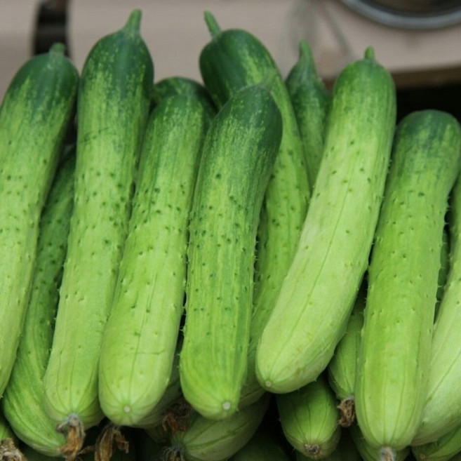 [오이농가] 백다다기오이 국내산 오이 아삭 신선 백다다기오이 [특품], 1박스, 10kg 특품(50개 내외)
