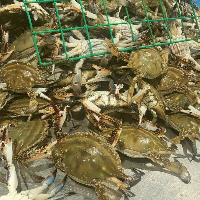 [산지직송] 당일조업 태안 신진도 3차선별 고수율 빙장 활꽃게, 1개, 1kg (3-5미)