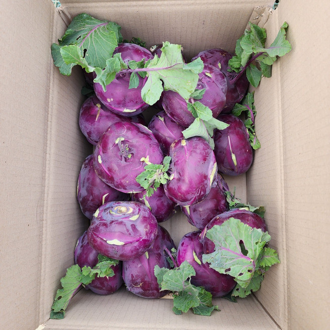 <품담> 품질보장/제주산 특품 콜라비 맛보장 건강한 간식 콜리브리 품종, 1박스, 10kg