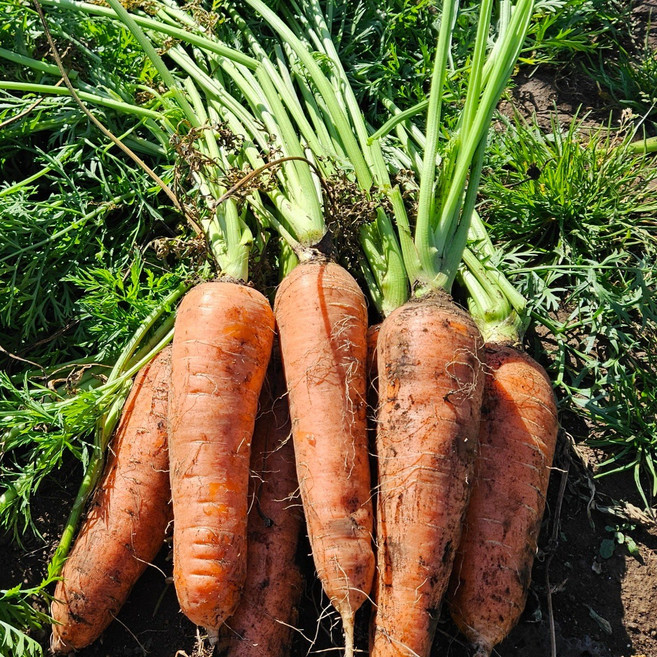 <당일출고> 국내산 제주 구좌 당근 달달 아삭한 햇당근 흙당근, 1박스, 햇당근 특 2kg