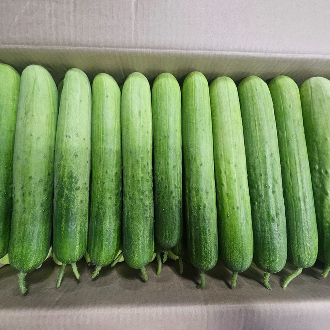 [삼형제청과] 국내생산 백다다기오이 백오이 오이지용 피클용 못난이오이, 1박스, 1kg