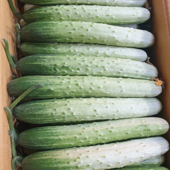 못난이 백오이 백다다기 50개 오이지용 지오이, 10kg, 1개