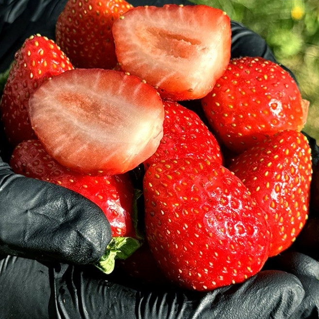 [과일대전대상] 논산 스마트팜 고당도 생 딸기, 1개, 한입과 350g