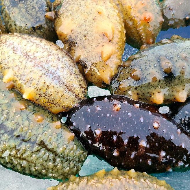 자연산 해삼 활해삼 산지직송 생물 국내산 띵작상점, 1개, 1kg ( 8-15미 내외 )