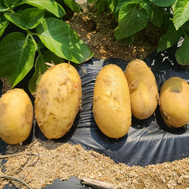 국내산 프리미엄 골든에그 햇감자 대특, 1개, 5kg 대특
