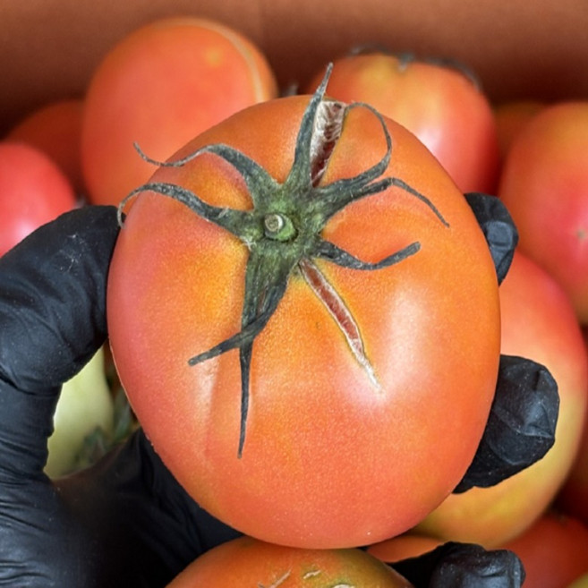 완숙 찰 토마토 주스용 못난이, 5kg (중소과), 1개