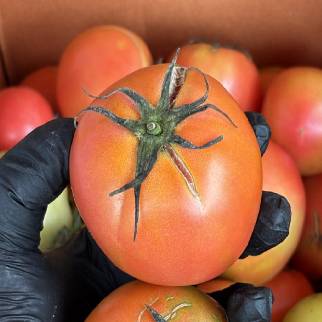 완숙 찰 토마토 주스용 못난이, 5kg (대과), 1개