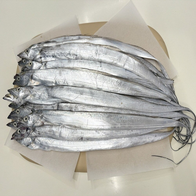 제주 생물 은갈치 10마리/20마리! 제주 산지직송!, 1박스, 제주 생물 은갈치 20마리 (마리당 3지급쯤)