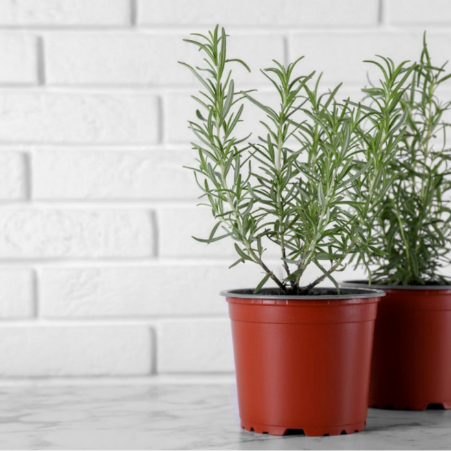 미니정글 향기로운 로즈마리 허브식물! 공기정화식물!, 1개