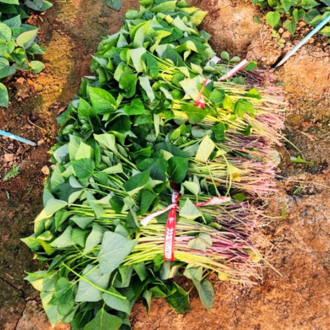 파머스넷 해남 자색고구마 모종, 3kg, 보다 빨리 받으시려면 배송 요청사항에 남겨주세요., 1박스