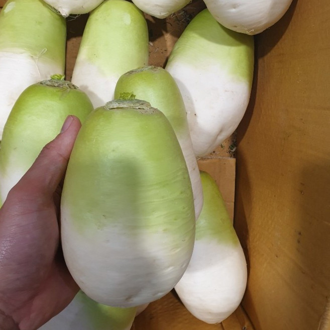 동치미무 동치미 무우 동치미용-10kg 겨울무 제주 월동무, 10kg, 1개