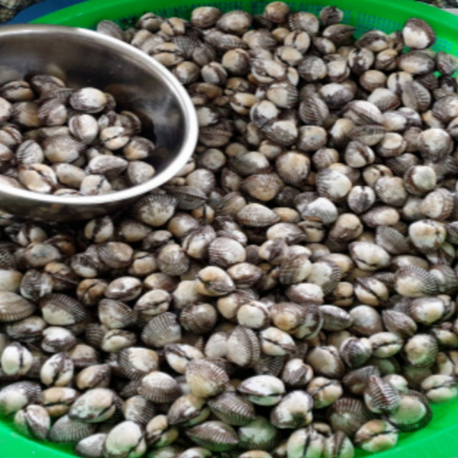 [초대박] 특 A급 남해 벌교 꼬막 새꼬막, 1박스, 중 2kg