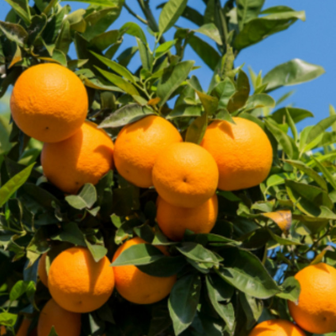[초특가 한정 판매] 고당도 프리미엄 타이벡 감귤 로얄과, 1박스, 3kg