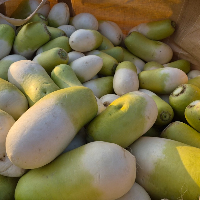 (거북)제주 세척 월동무 못난이, 10kg