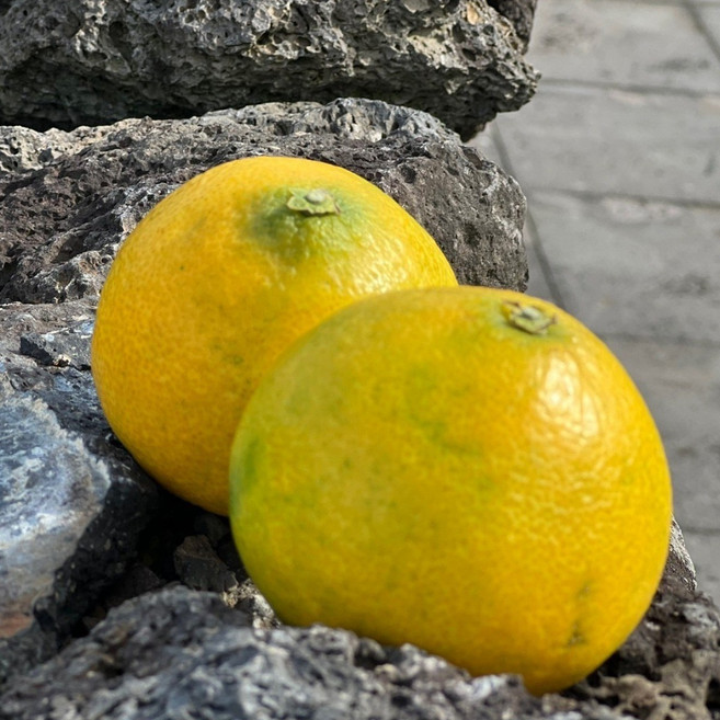 놀람주의 명품향기 황금향 제주 산지직송 프리미엄 감귤 고당도 가정용 선물용, 1개, 2.5kg(가정용 중과)