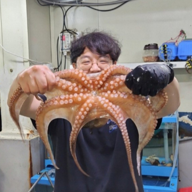 국내산 제수용 활 돌문어 1마리 특대문어, 1개, 1.5kg[1미]