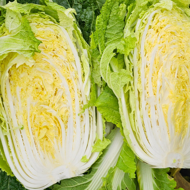 국내산 신선배추 1통 1.3~2kg / 1통 3통 4통 구성 / 배추24시 산지직송, 1개, 1.3kg