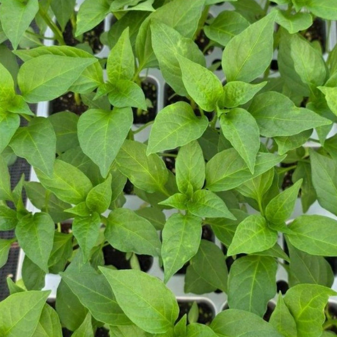 [오감] 안매운 아삭이 고추 모종 풋고추 묘종 오이고추, 5개