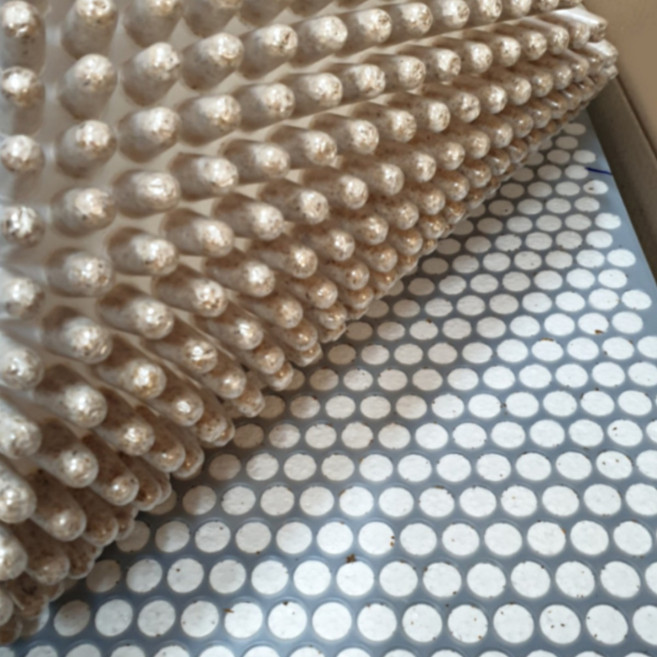 치악버섯연구소 표고버섯종균, 1개