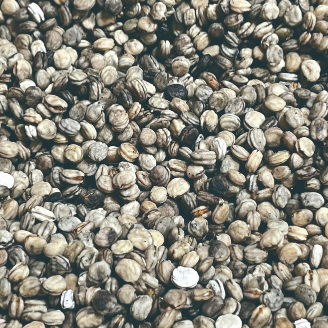 인삼씨 개갑씨 인삼씨앗 개갑씨앗, 100g, 1개