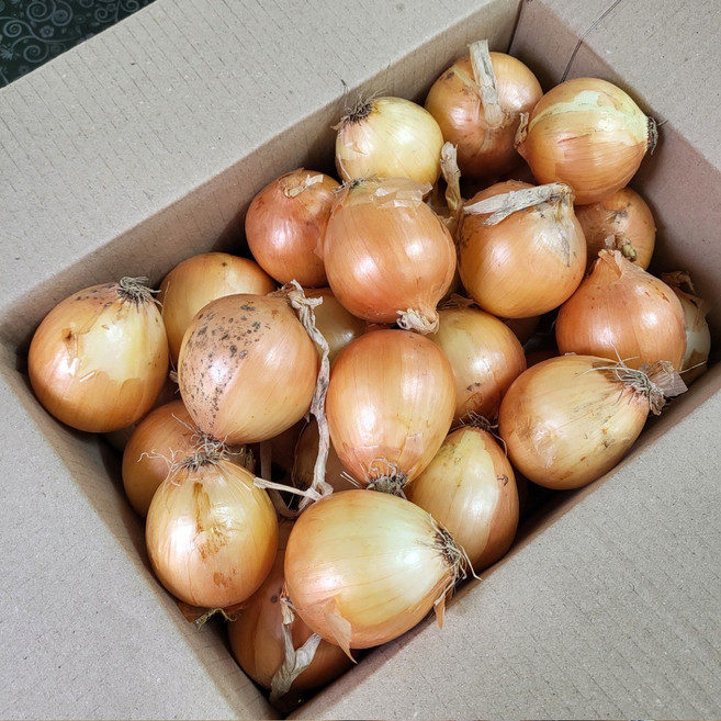 국내산 햇양파 장아찌용 지양파 3kg 5kg 10kg 청조농산, 1개