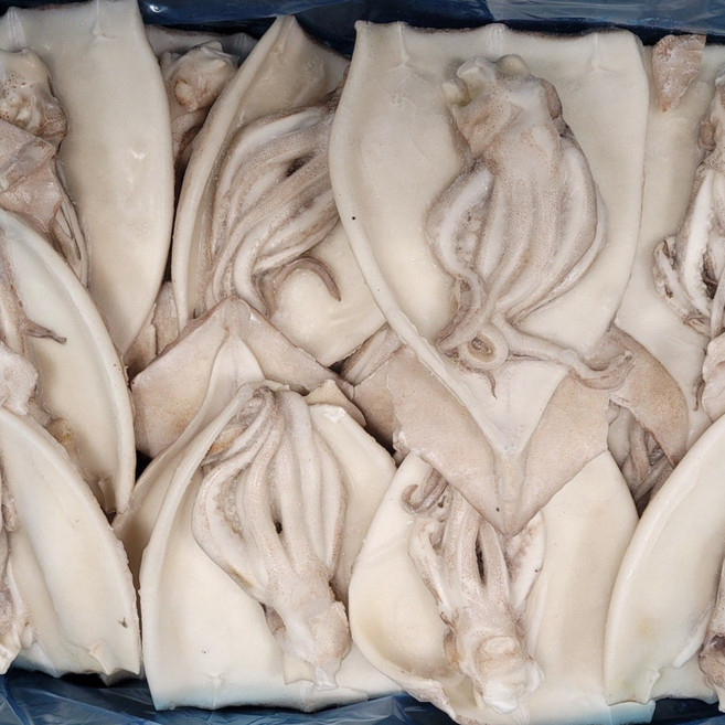 할복오징어 냉동손질오징어 4kg 내장제거 손질통오징어 활복오징어, 1개, 4kg(20-24)