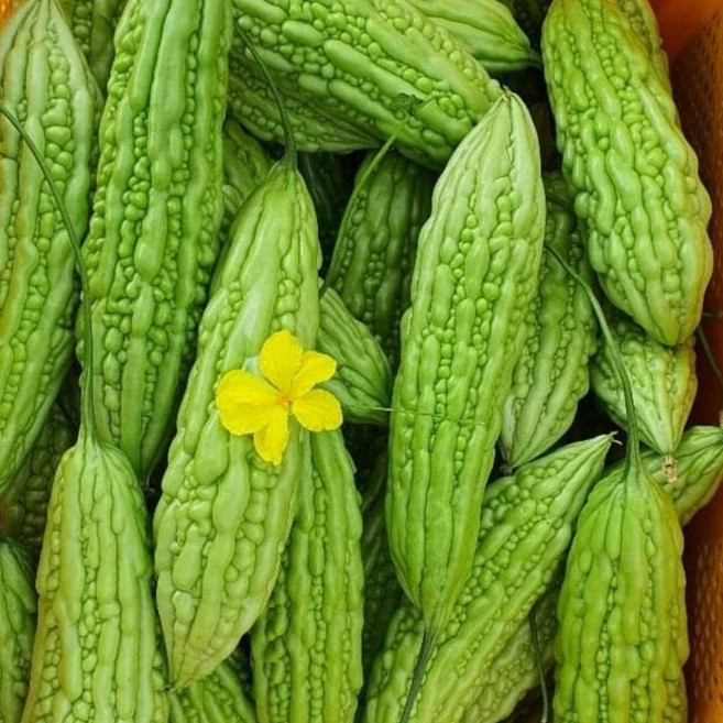 국내산 햇 생여주 1kg, 1개