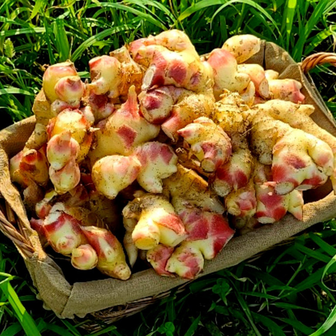 [싱싱다모아] 2025년 햇생강 10kg 봉화 안동 태안 흙 생강, 1개, A10. 생강