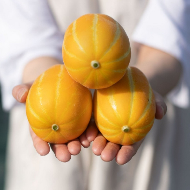 [당도보장] 숲속상점 고당도 성주 참외 당일수확 산지직송, 1개, 정품 로얄과 5kg(20과 내외)