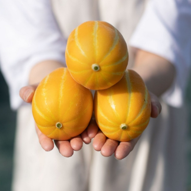 [당도보장] 숲속상점 고당도 성주 참외 당일수확 산지직송, 1개, 정품 소과 5kg(25과 내외)