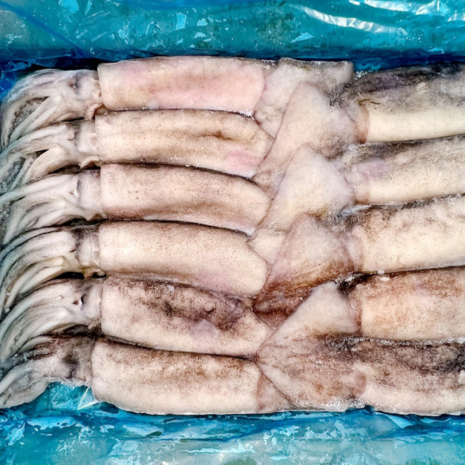 냉동 오징어 10미 손질X 통 육동 베이트 업소용 식당용, 1박스, 3kg 10미