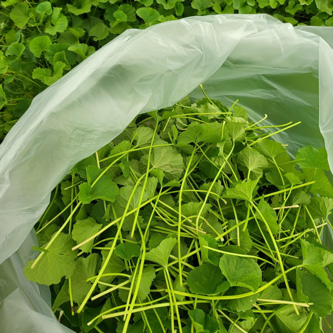 병풀/rau ma 100g/아시아 농장 송소희, 1개