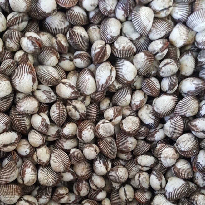 [보성농수산] 맛있는 벌교 새꼬막 당일채취 산지직송 벌교우체국택배발송, 1개, 새꼬막 5kg