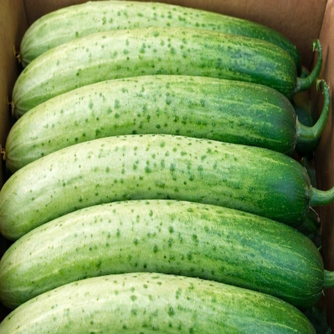 [대형마트공급용] 아삭한 국내산 프리미엄 백다다기오이, 1박스, 3kg