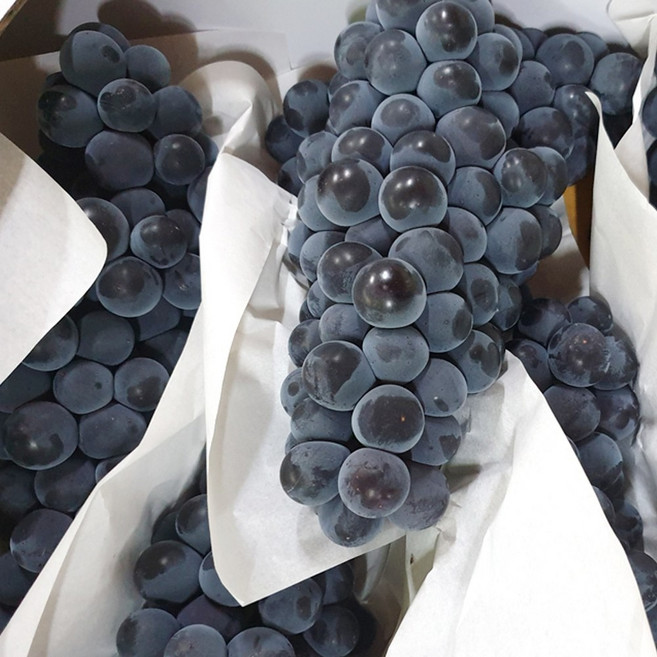 고당도 제철 켐벨 캠벨포도 포도 1kg 2kg 3kg 프리미엄 특등급 상주 모동 모서 봉지 노지 하우스 김천 포도, 1박스, 2kg (캠벨포도) 5-8수